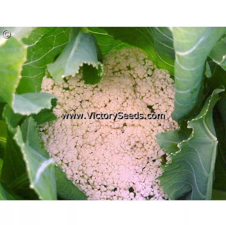 Snowball Self-Blanching Cauliflower