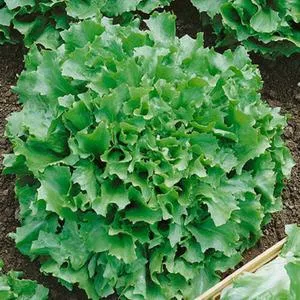 Salad King Endive