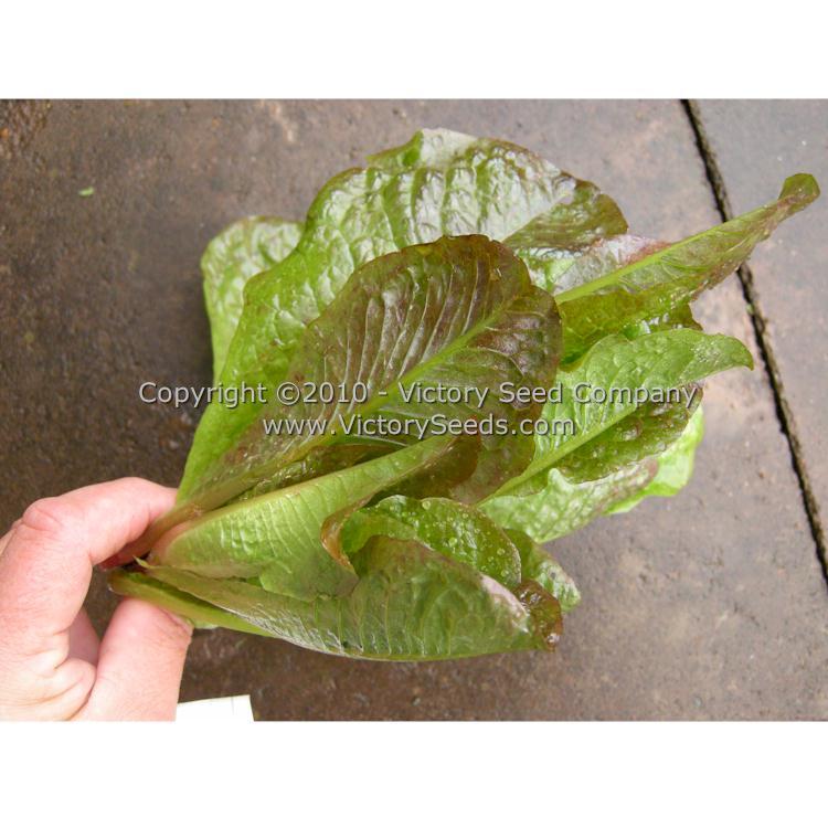 Cimmaron Romaine Lettuce