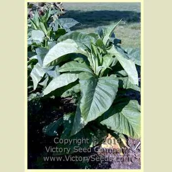Pennlan Tobacco