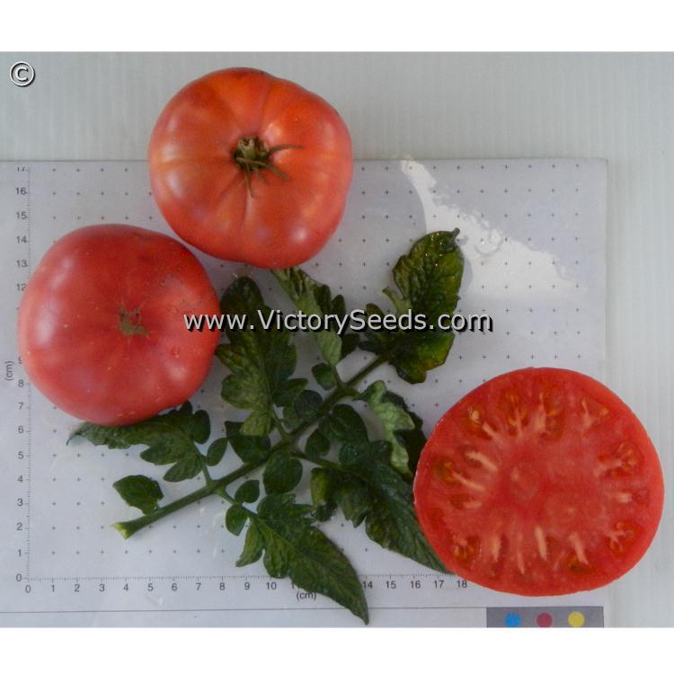 Dwarf Strawberry Lemonade Tomato