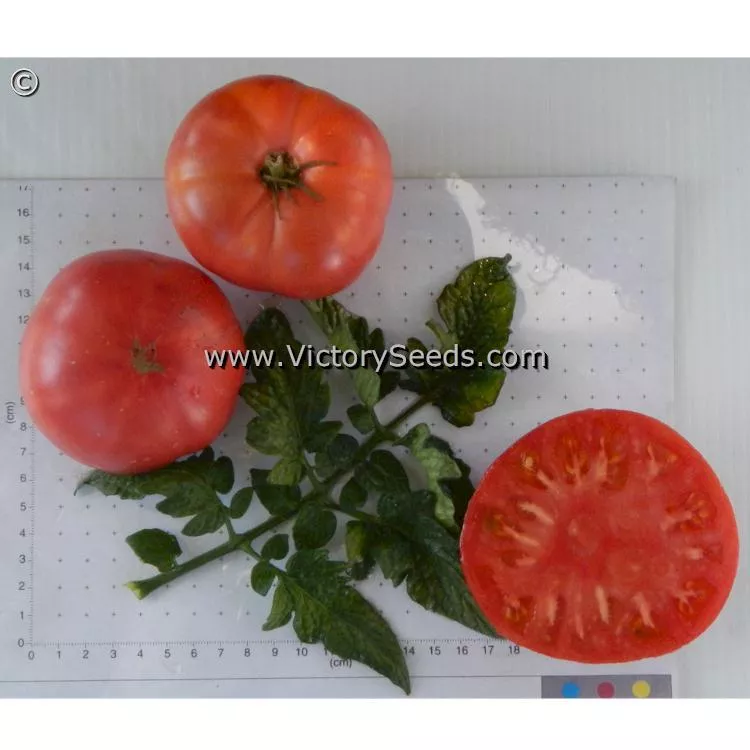 Dwarf Strawberry Lemonade Tomato