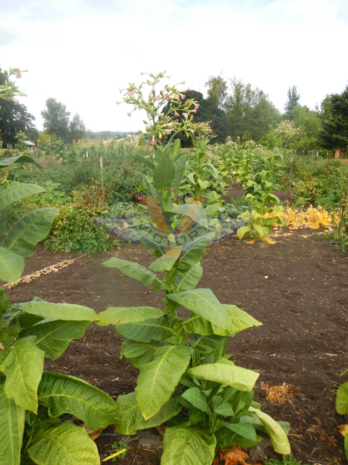 Goyano Tobacco