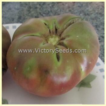 Dwarf Black Angus Tomato