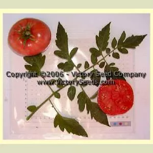 Monarch (Buist's Monarch) Tomato