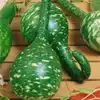 Longhandle Dipper Gourd