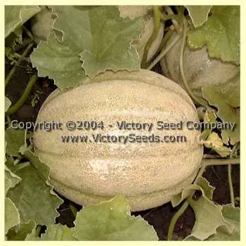Livingston's Tip Top Melon