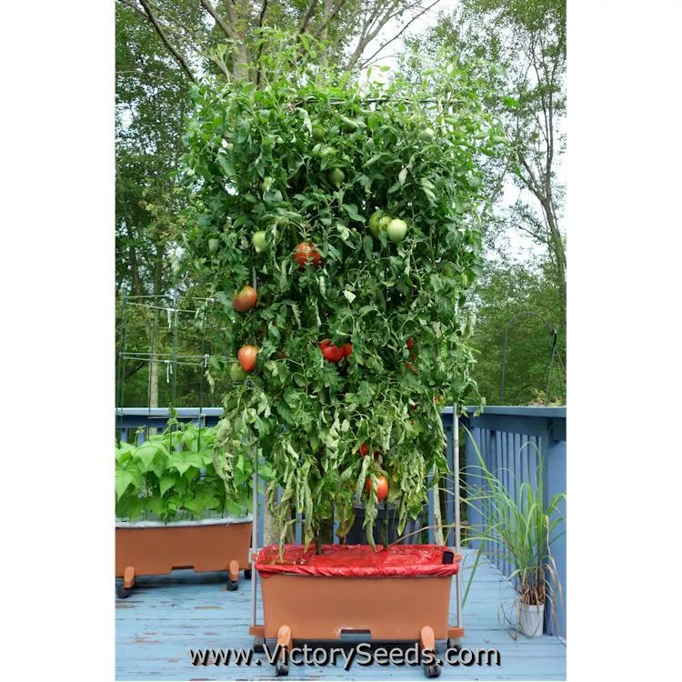 Cancelmo Family Heirloom Tomato