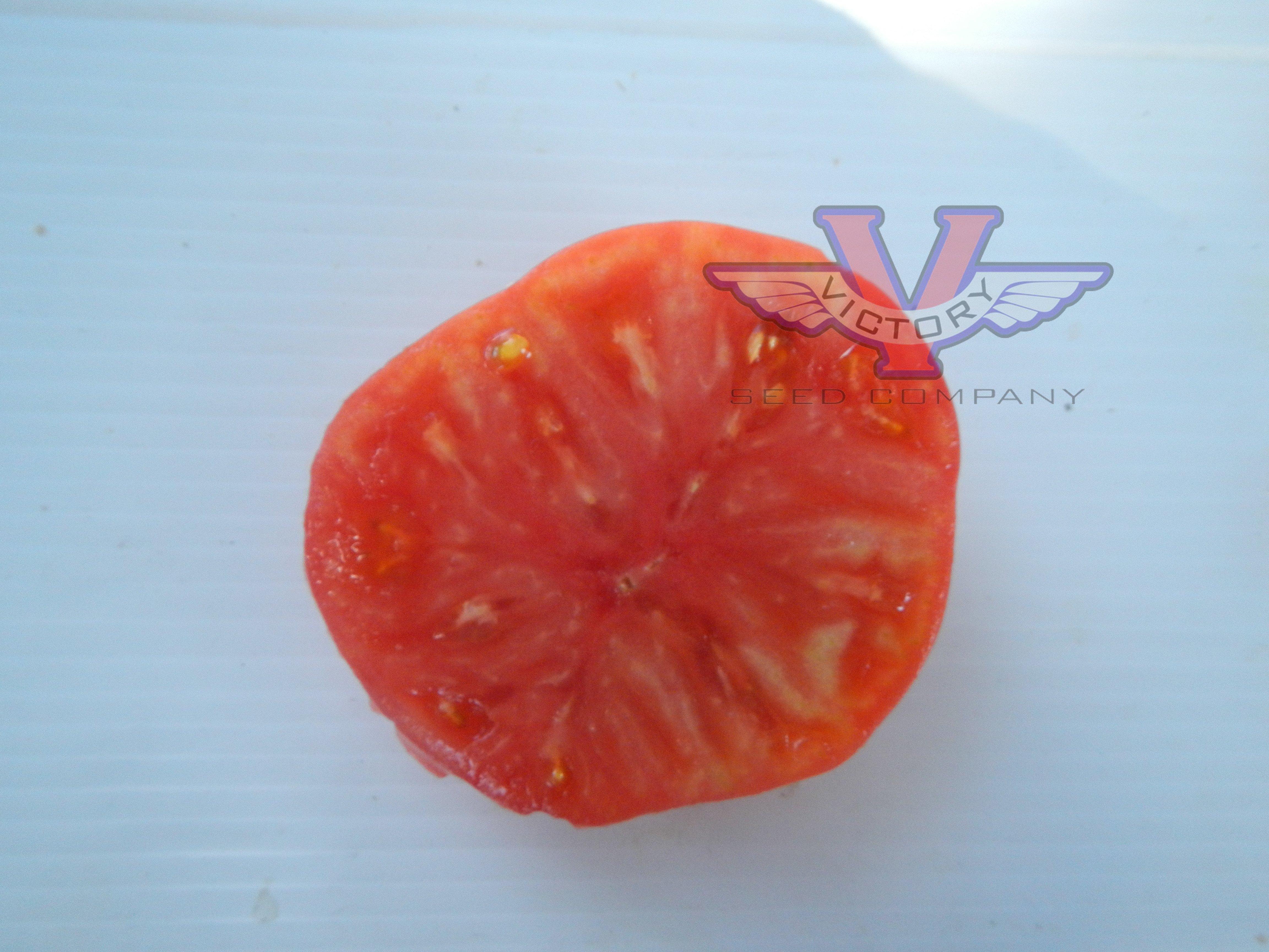 Dwarf Betty's Smile Tomato