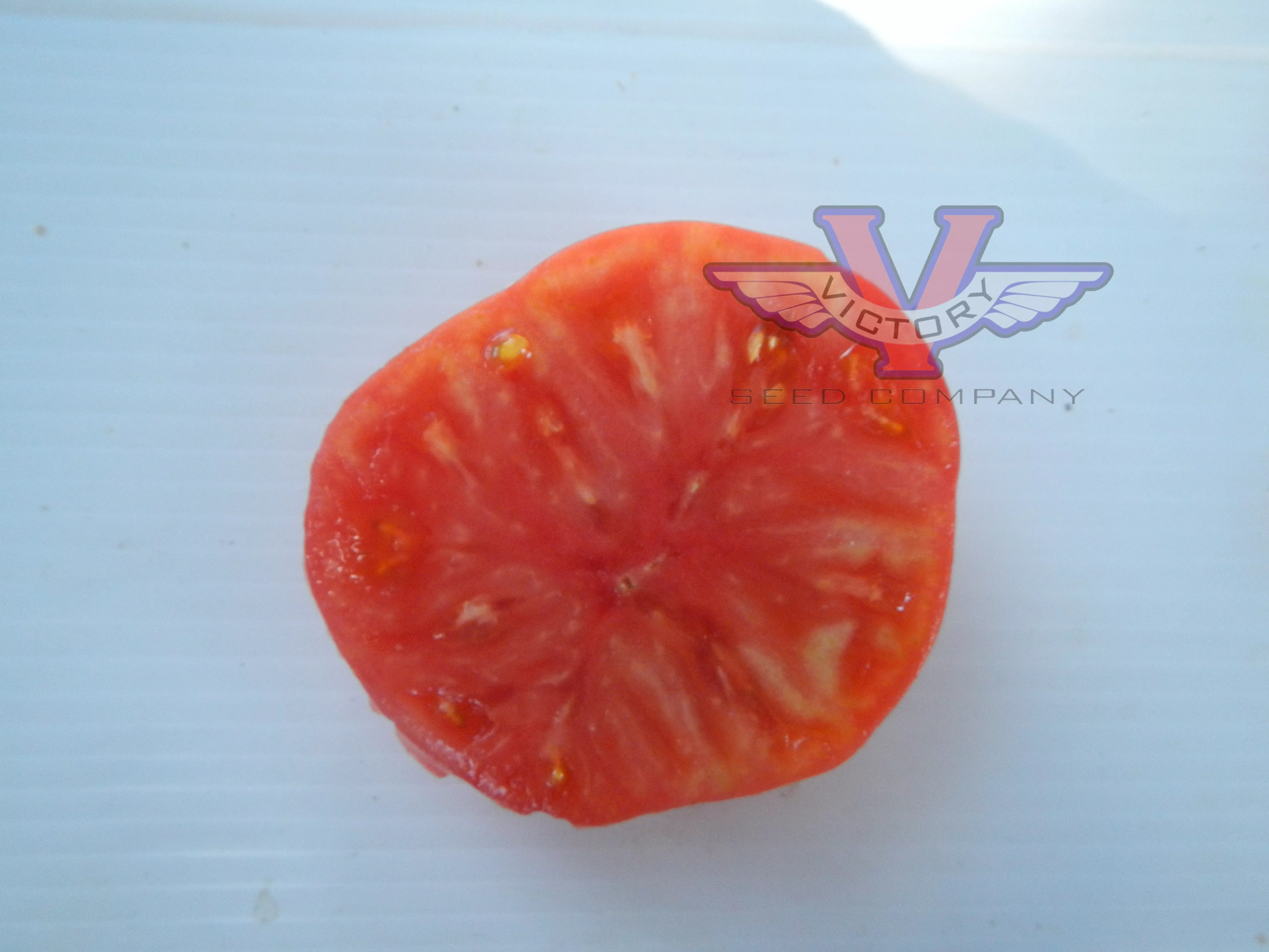 Dwarf Betty's Smile Tomato