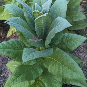 Tobacco