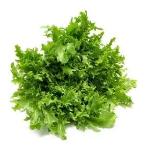 Broadleaf Batavian Endive (Escarole)