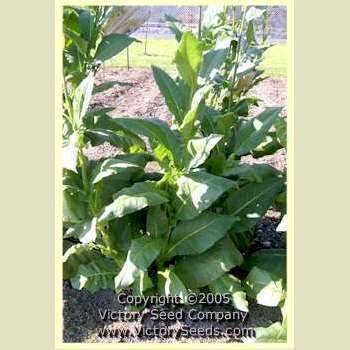 Comstock Spanish Tobacco