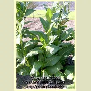 Comstock Spanish Tobacco
