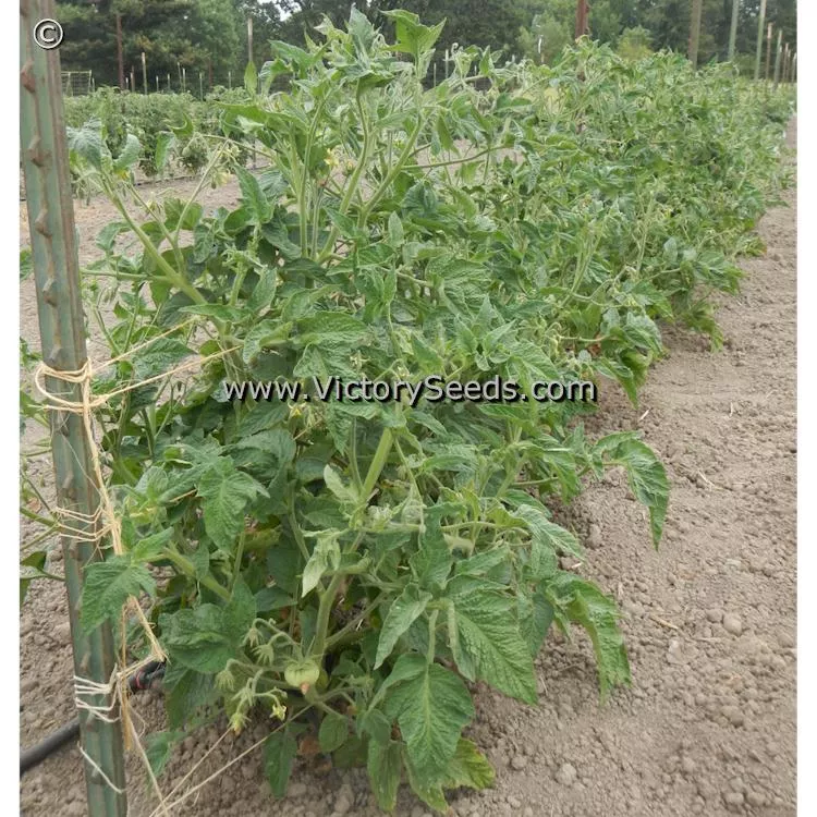 Dwarf Gloria's Treat Tomato