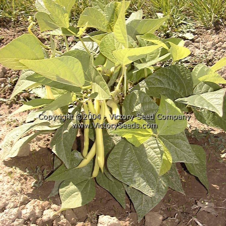 Golden Wax Improved (aka Topnotch) Bush Snap Garden Bean