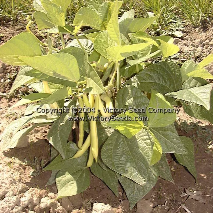 Golden Wax Improved (aka Topnotch) Bush Snap Garden Bean