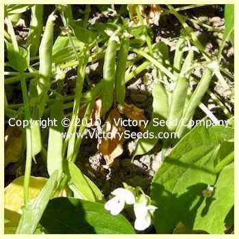 Montezuma Red Bush Dry Garden Bean
