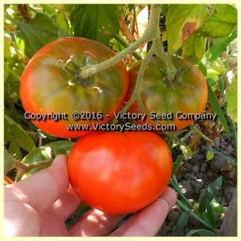 Oregon Centennial Tomato