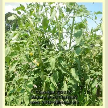 Hege German Pink Tomato