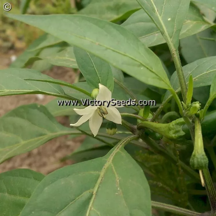 Jalapeno Hot Pepper