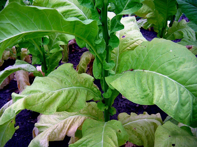 Virginia 116 Tobacco