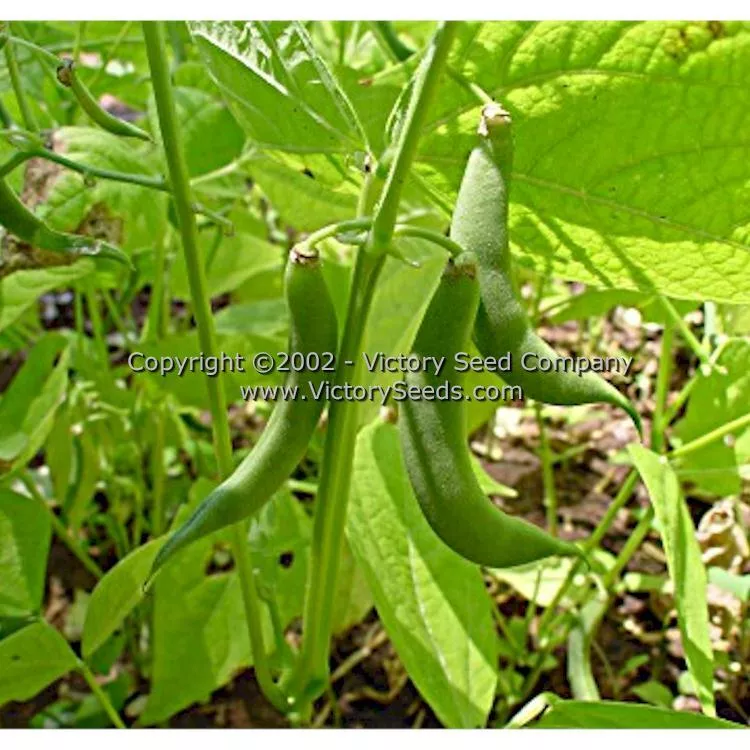 Roma II Bush Green Garden Bean