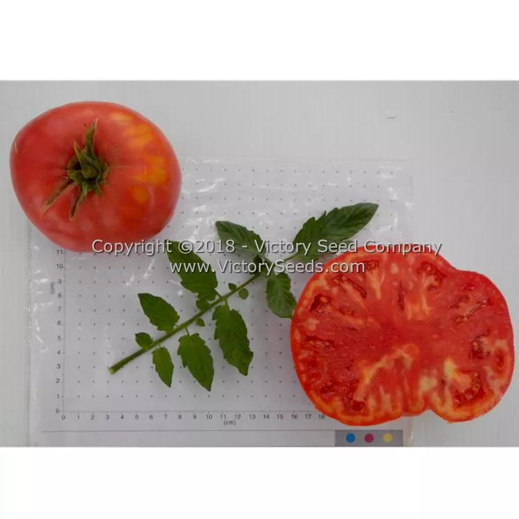 Winsall (aka Henderson's Winsall) Tomato