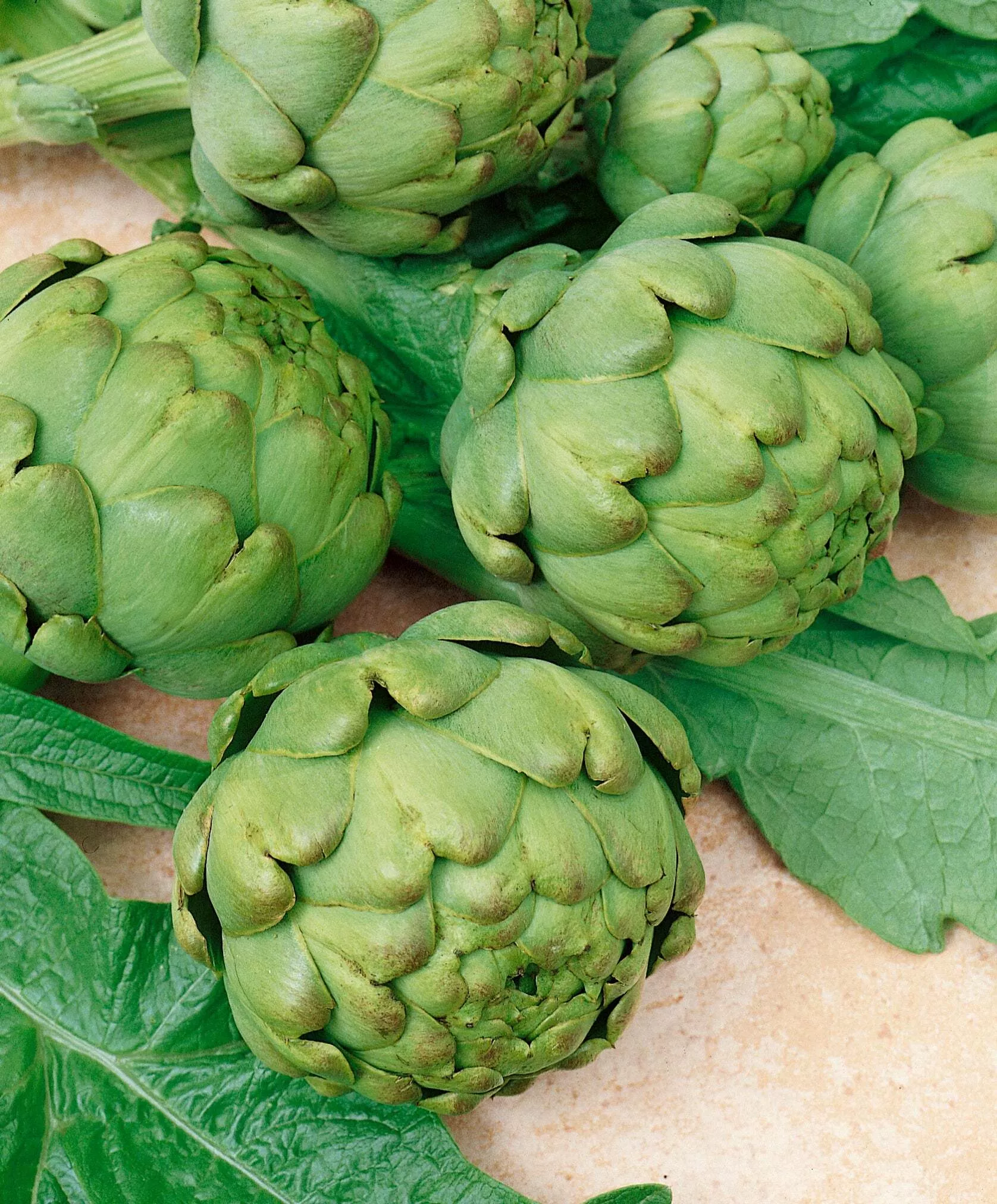 Imperial Star Artichoke