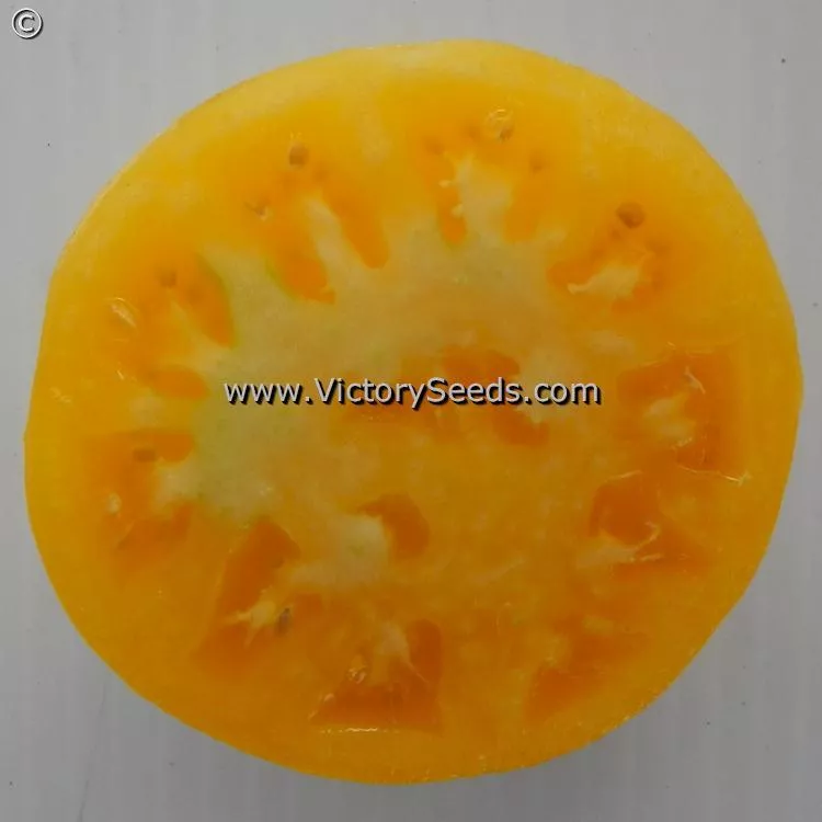 Dwarf Idaho Gem Tomato
