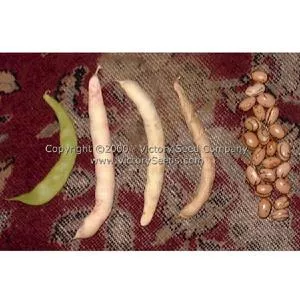 Valena Italian Pole Green Garden Bean