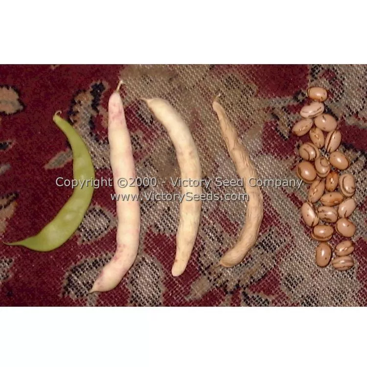 Valena Italian Pole Green Garden Bean