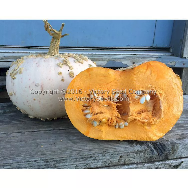 Galeux d' Eysines Winter Squash