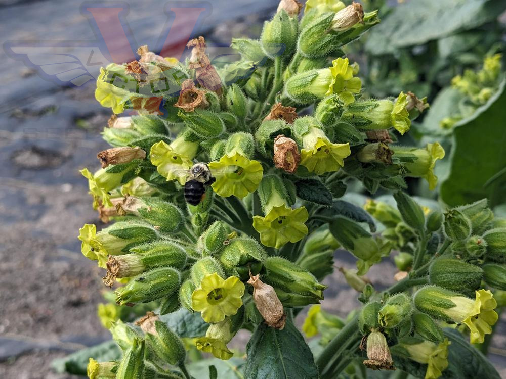 Punche Tobacco