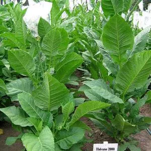 Habano 2000 Tobacco