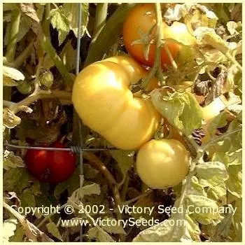 Livingston's Honor Bright Tomato