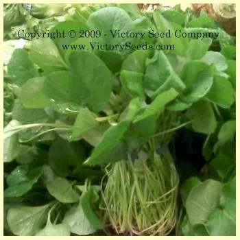 Upland Cress