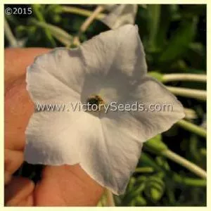 Ornamental Flowering Tobacco