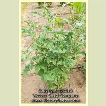 Summertime Gold Tomato