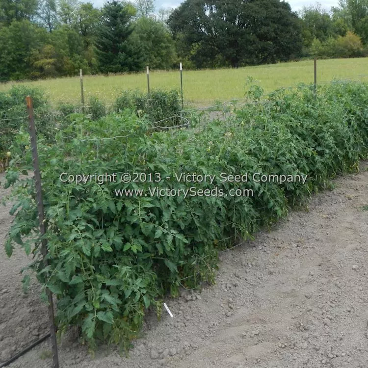 New King Tomato