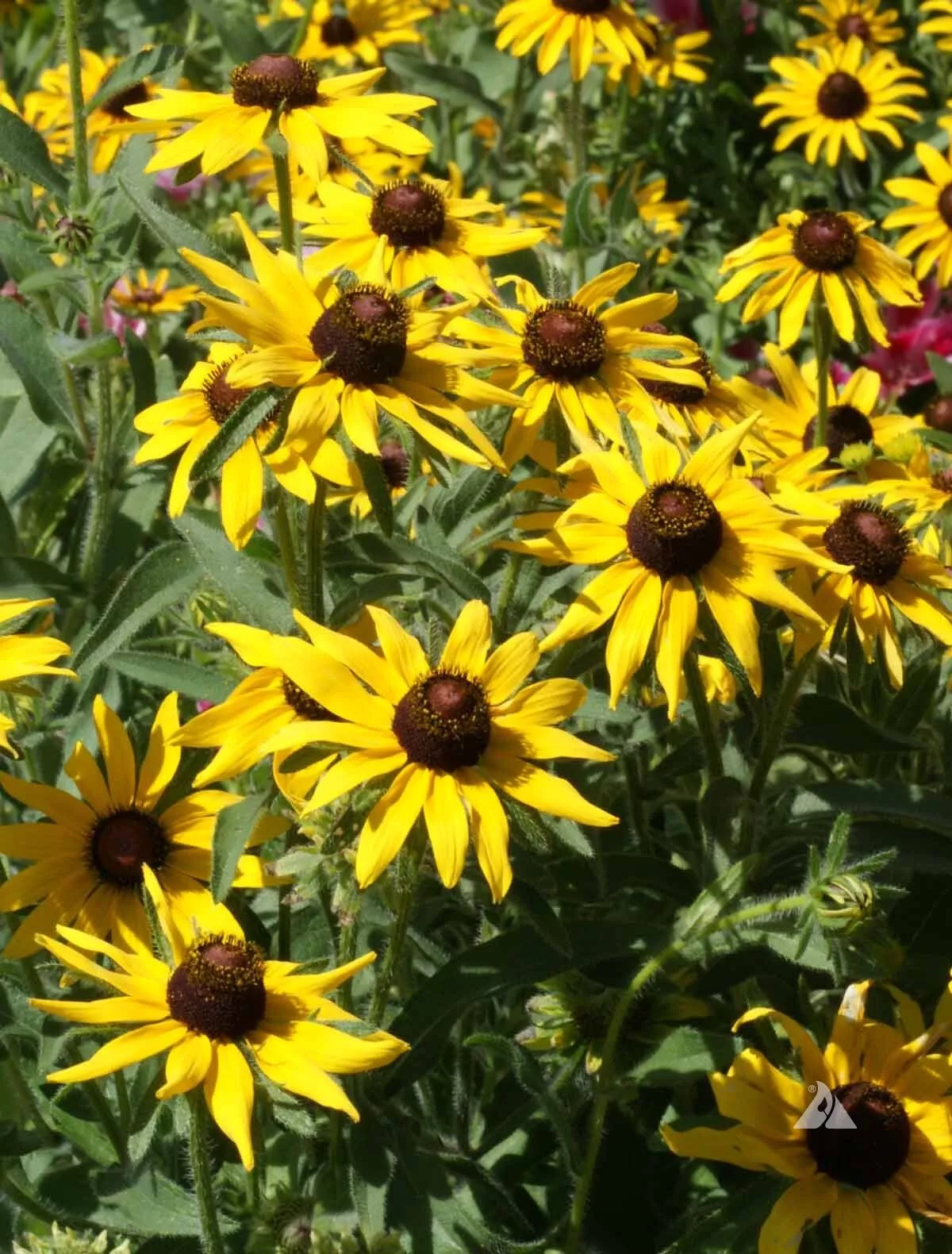 Black Eyed Susan