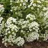 Dwarf Alyssum, Carpet of Snow