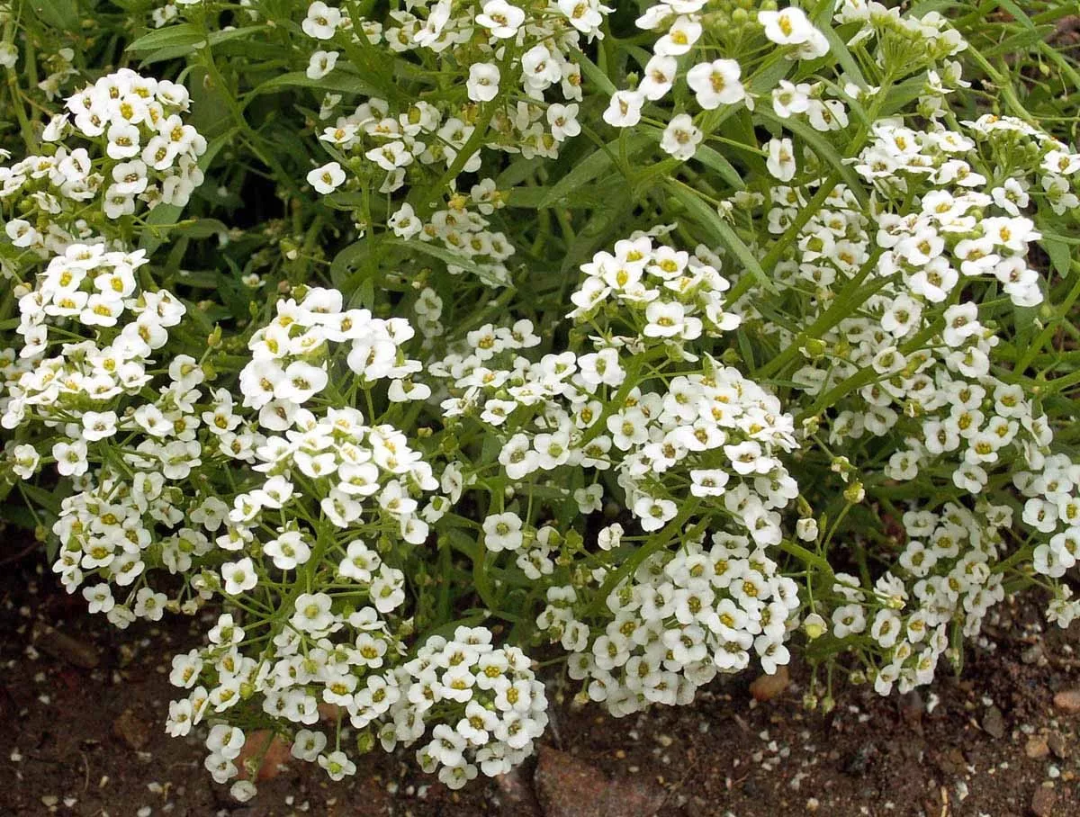 Dwarf Alyssum, Carpet of Snow