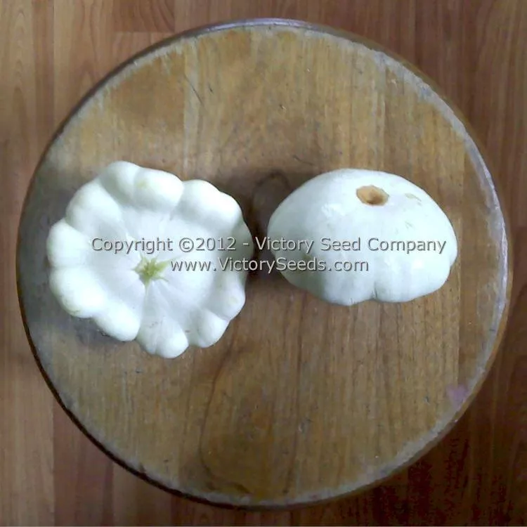 Benning's Green Tint Scallop Summer Squash