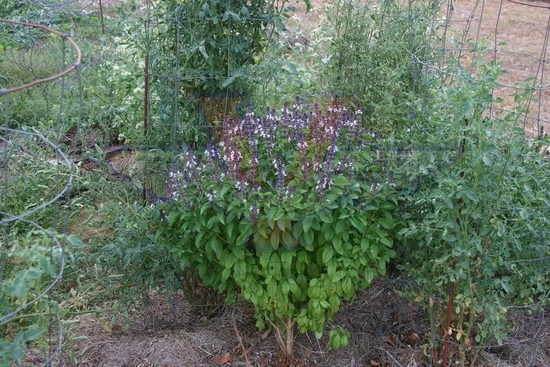 Basil, Cinnamon
