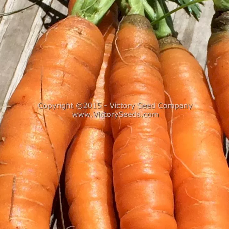 Amsterdam Carrot
