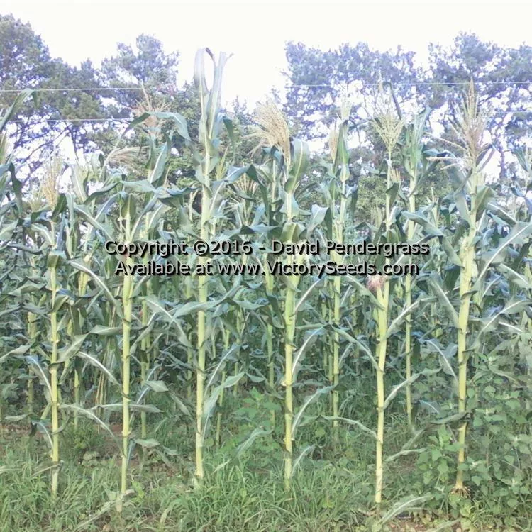 Petmecky Flint / Flour Corn