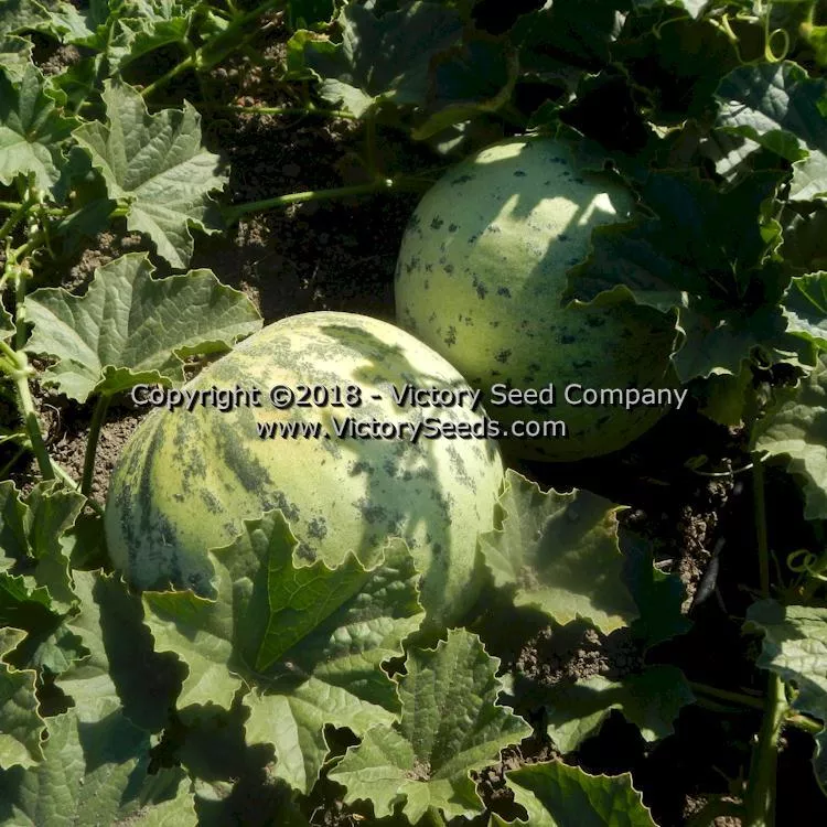 Tularosa Market Melon