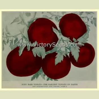 John Baer Tomato
