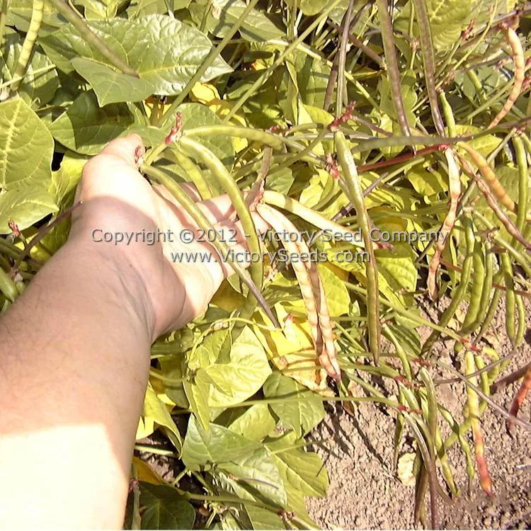 Fagiolino Dolico di Veneto Cowpea